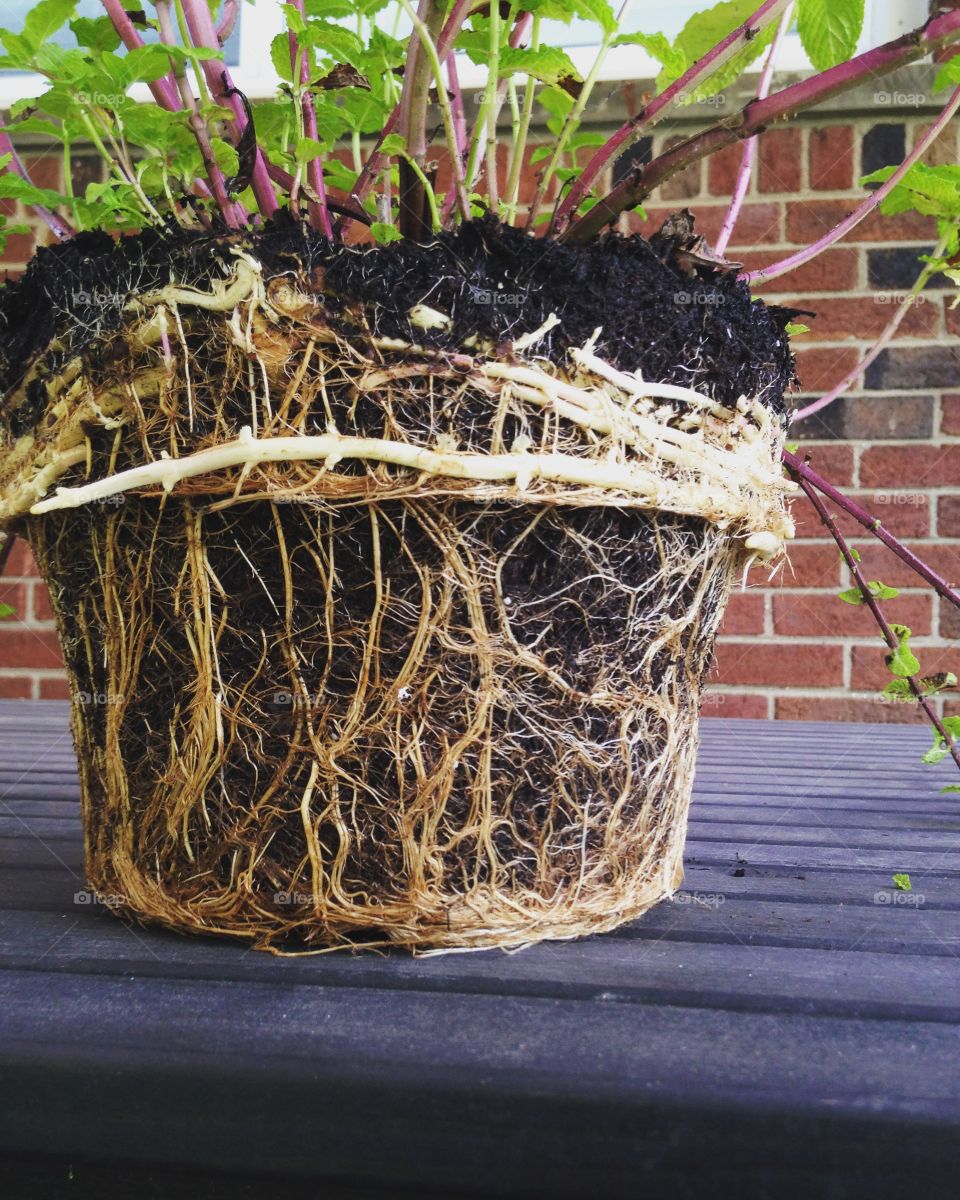 Sometimes nature does the most curious of things! Maybe that’s how the saying “nature always finds a way” came about? The roots of this plant got so overpopulated that the roots turned into the exact shape of the pot! They made beautiful natural art!