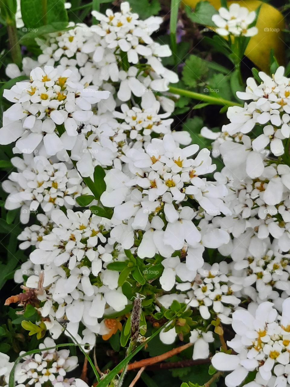 portrait  of Iberis sempervirens