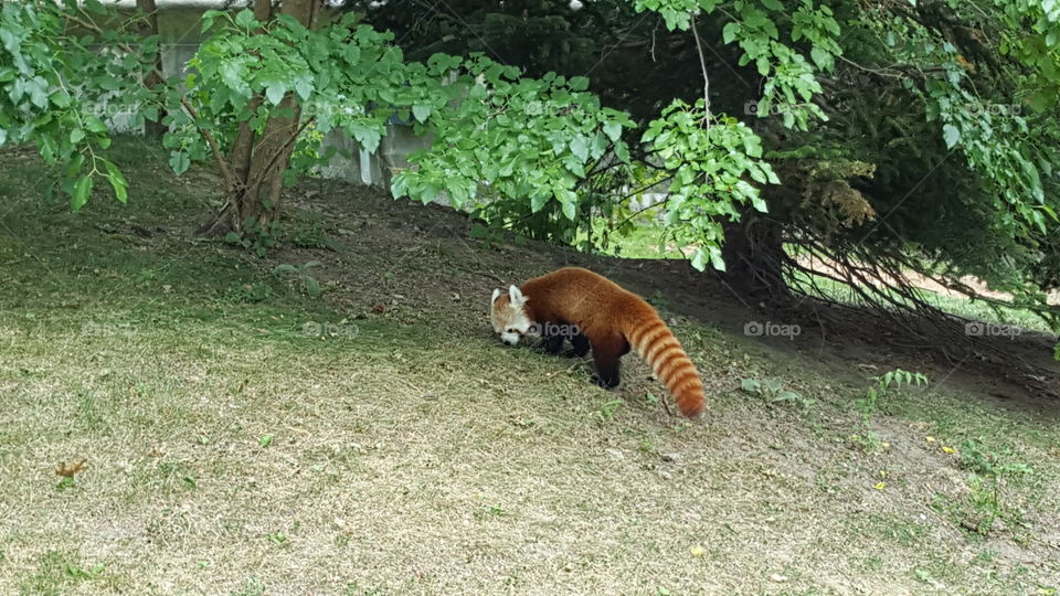 red panda