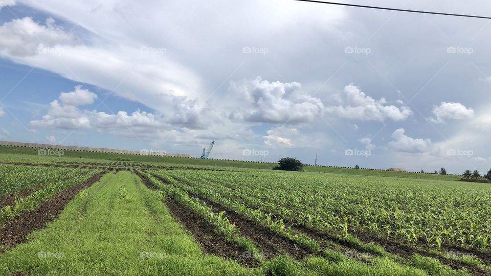 Agriculture Field