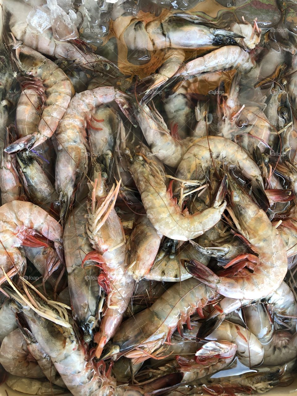 Fresh shrimp!