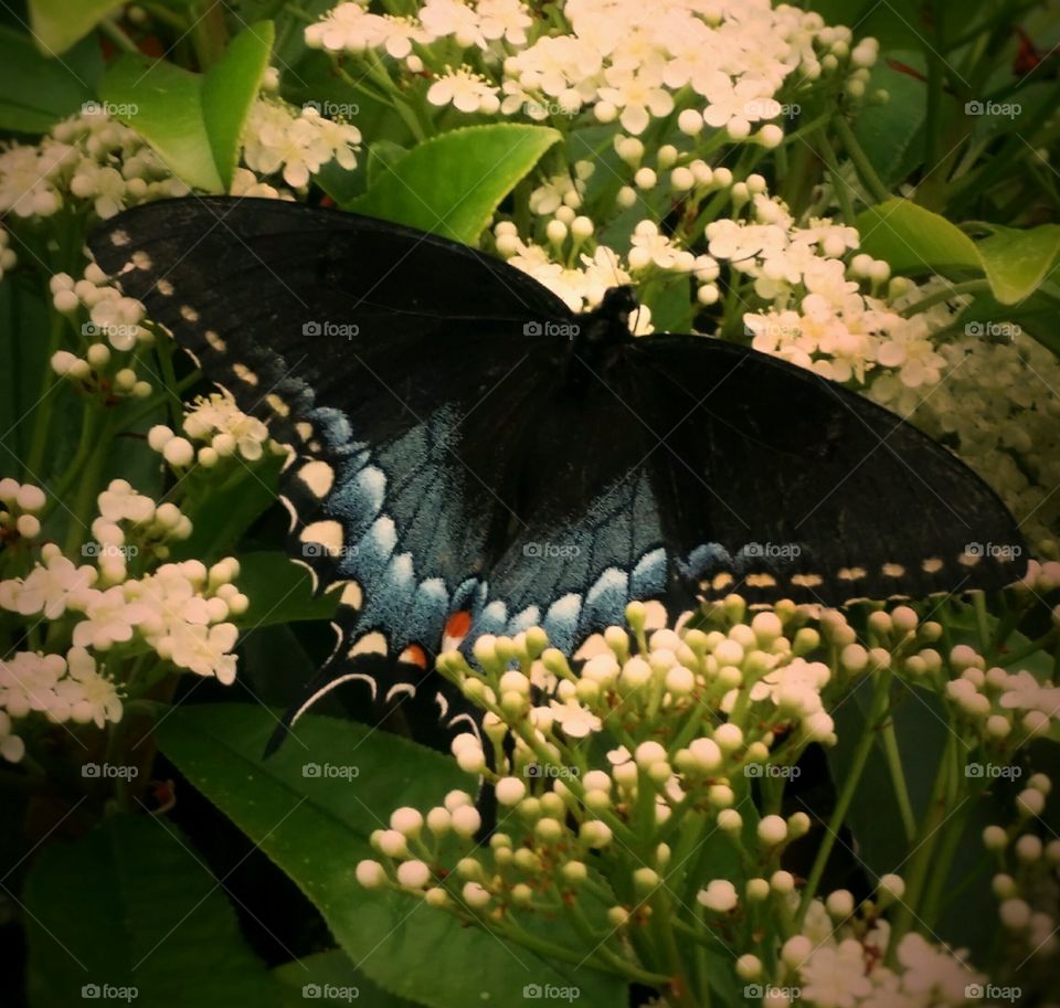 Black and Blue Swallowtail Buttefly