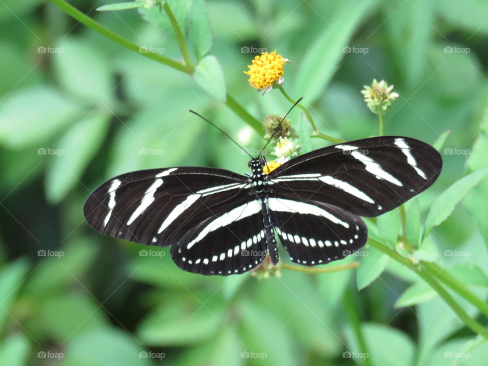 Zebra longwing