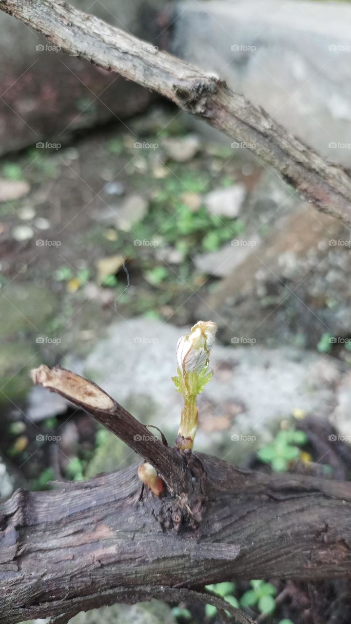 sprout