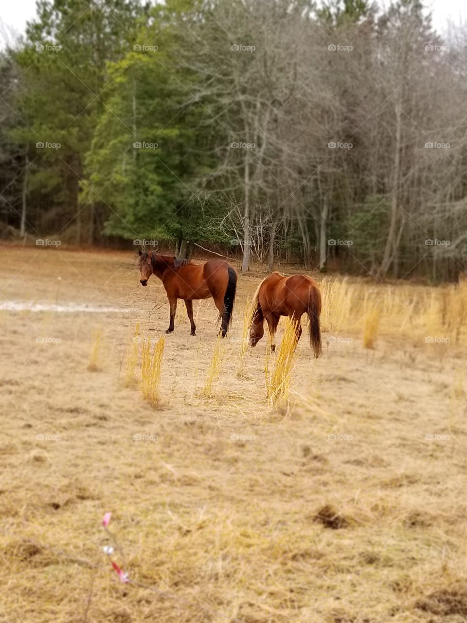 Mares in a pasture