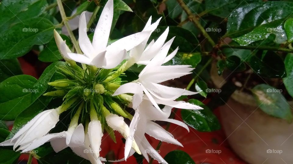 White Jasmine