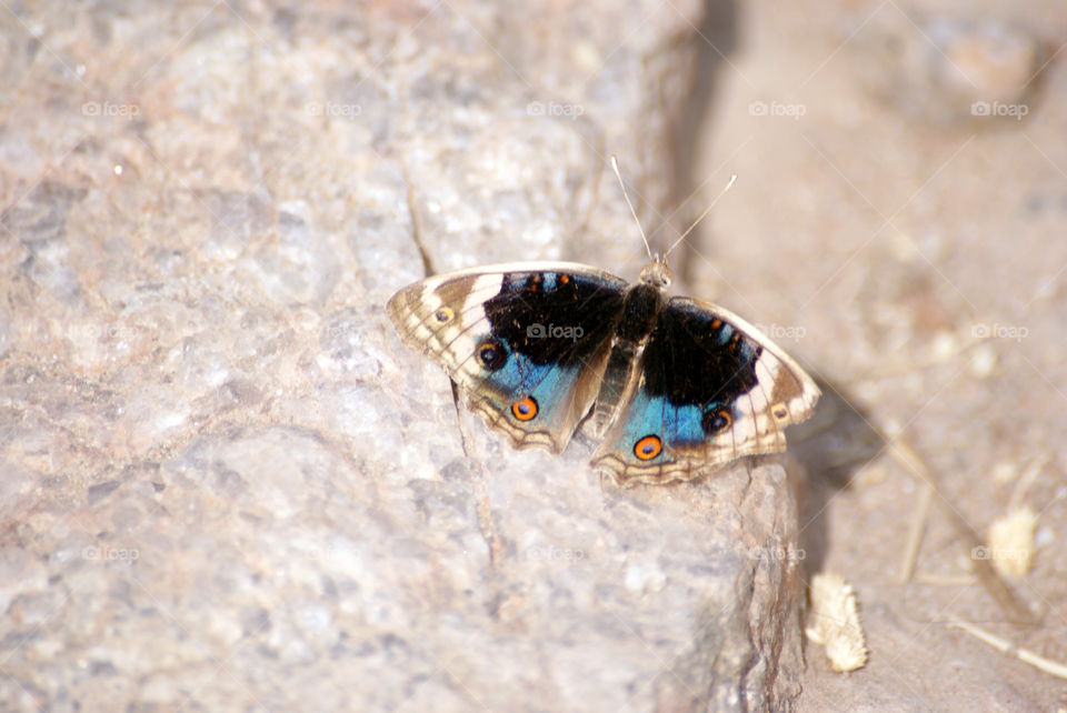 Butterfly of subtle shades and colour -Brown, blues and orange.