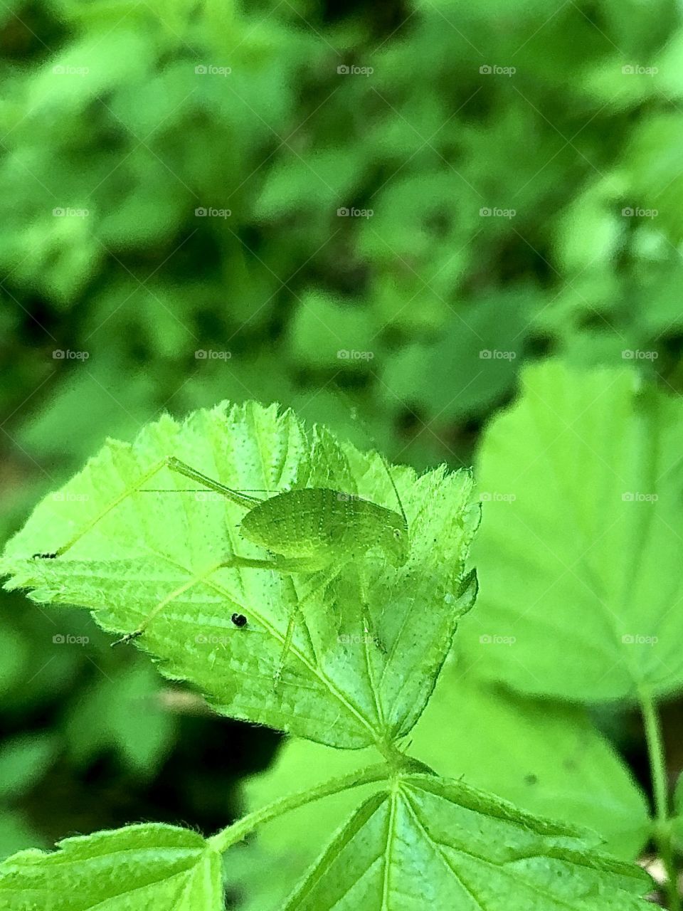 Green insect on green leaf