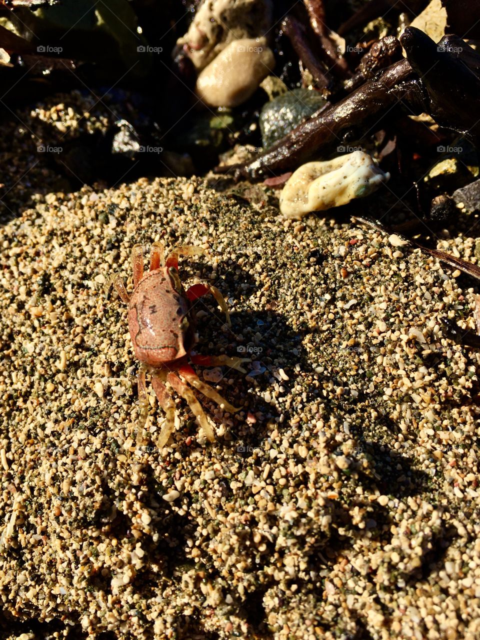 Crab shell 