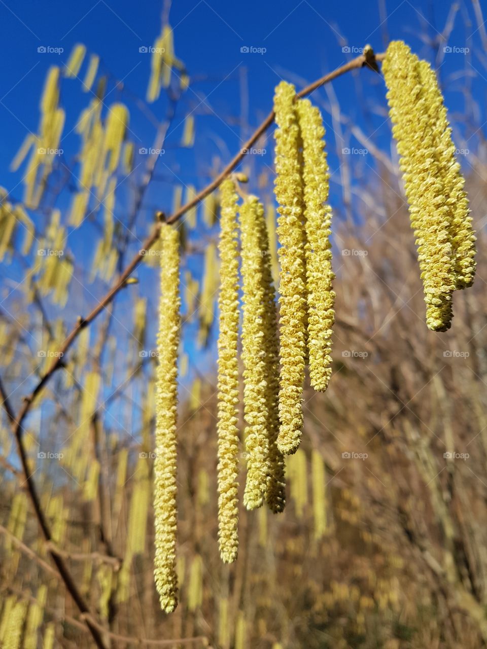 A Brunch With Catkins On The Blue Sky Background