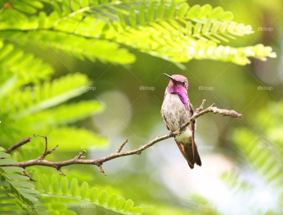 Hummingbird perched on a twig in tropical summer forest