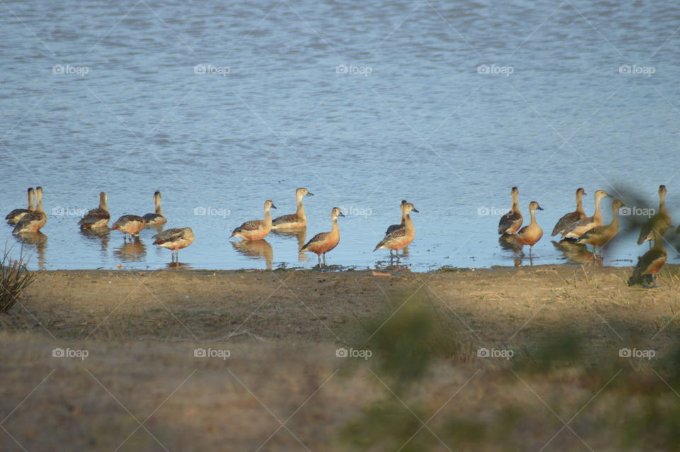 Yala national park 