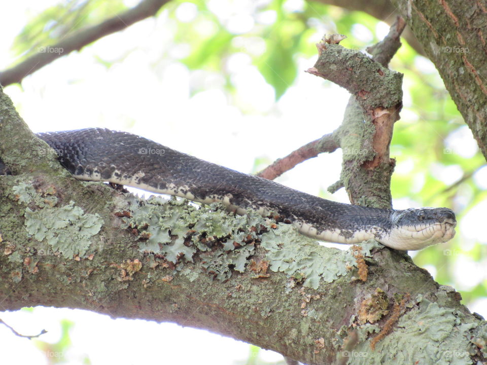 Tree, Wood, No Person, Nature, Wildlife