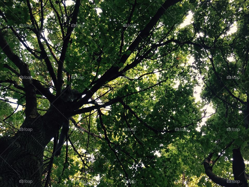 Large tree on my walk