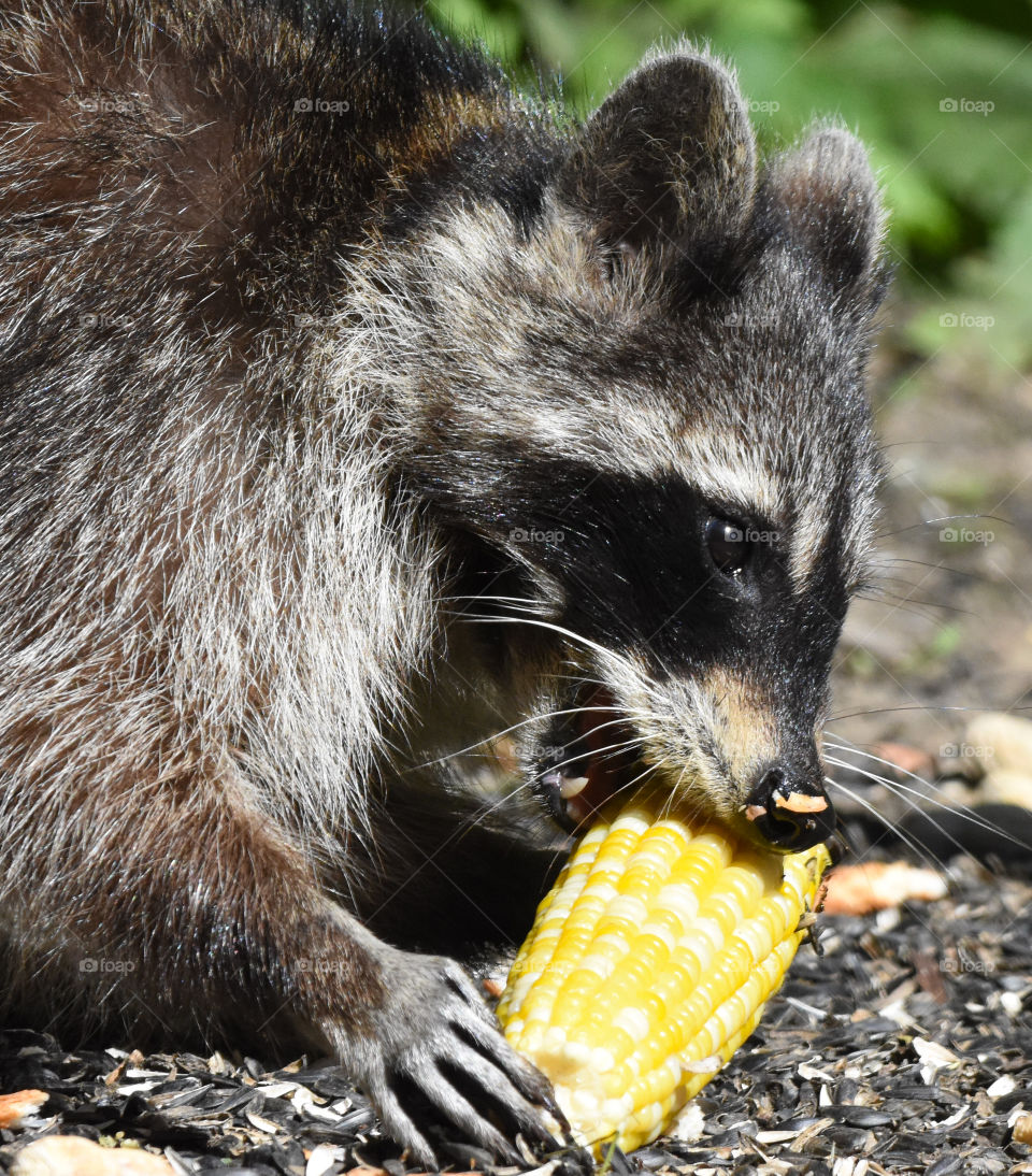 A raccoon eating corn on the cob