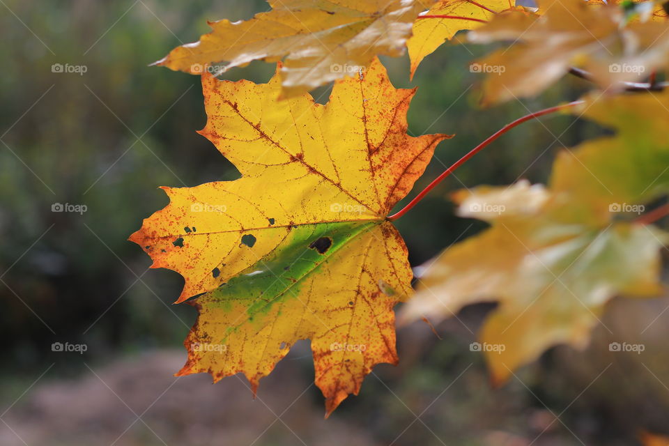 yellowed maple leaf on blurred background