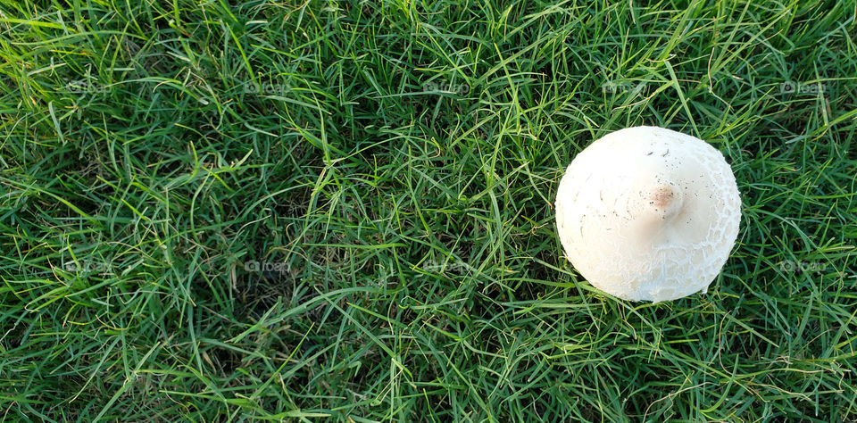 nature still life of mushroom in grass.