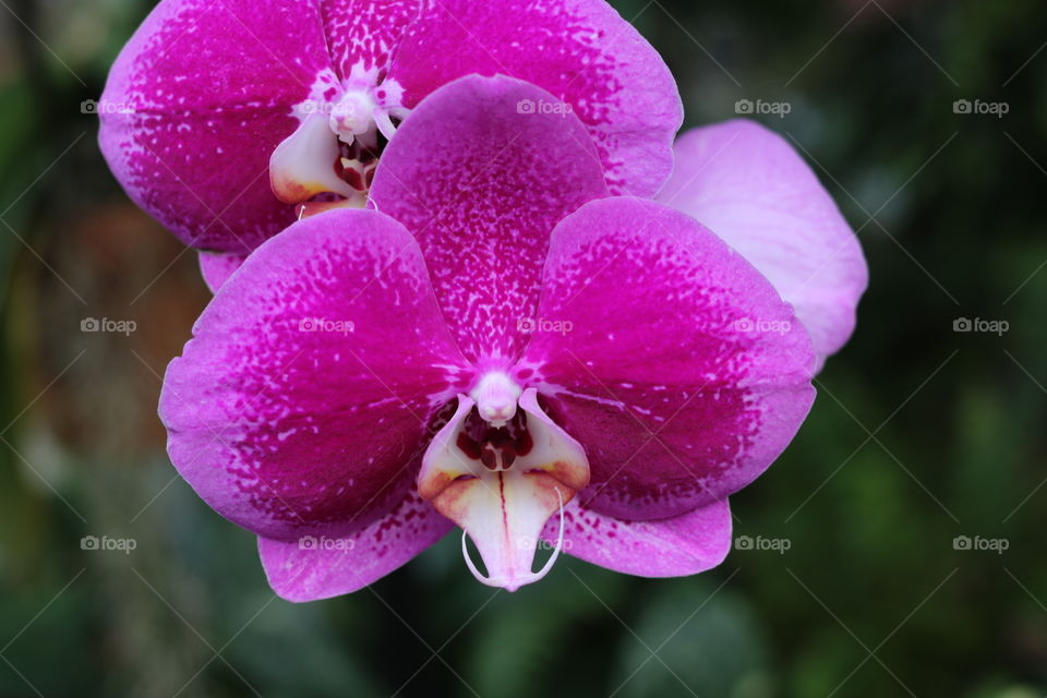 Purple orchid