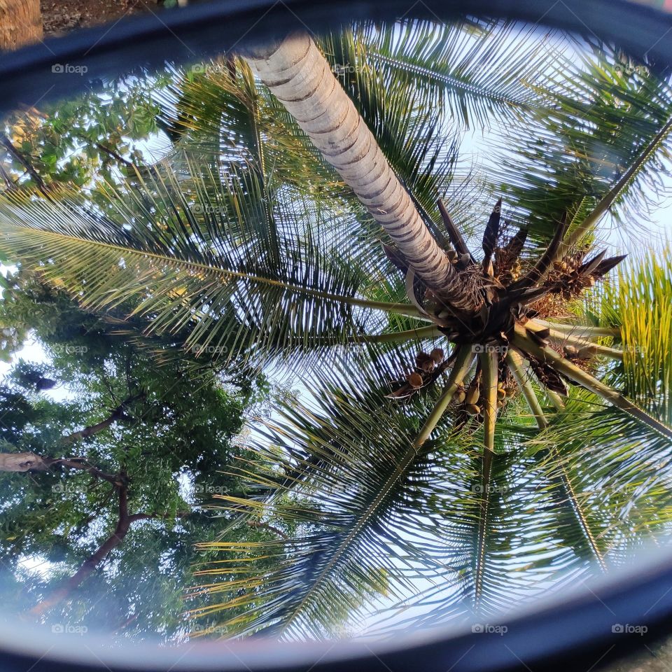 Beautiful reflection of coconut tree captured on the bike mirror in one of the traveldiaries
