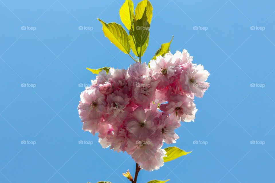 Spring tree flowers, heart shaped!