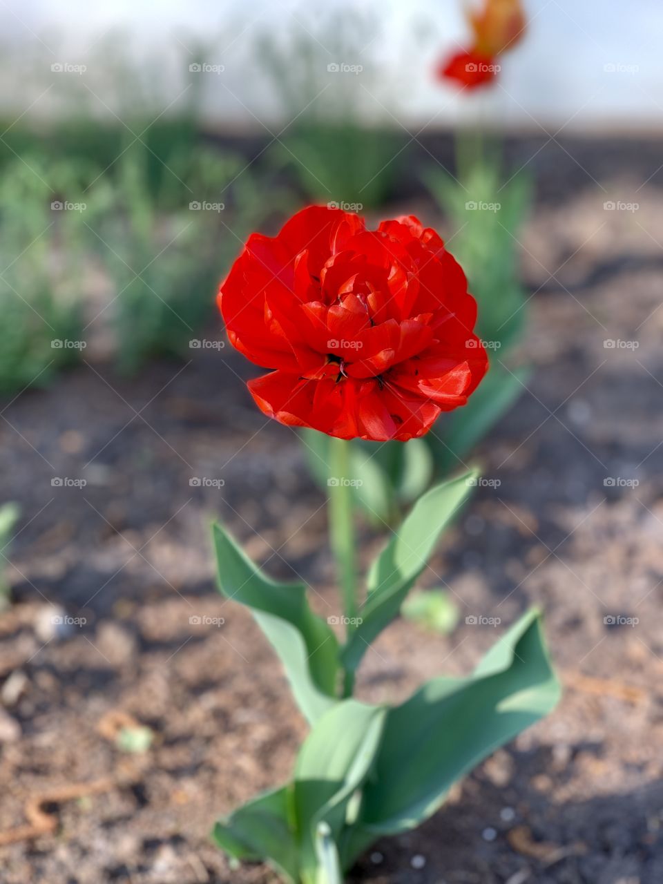 Red tulip 