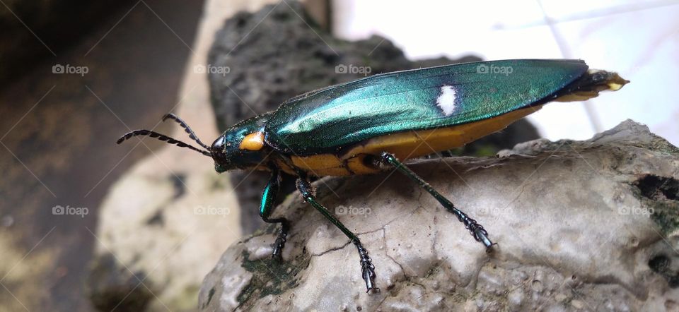Buprestidae is a family of beetles known as ornamental beetles because of the shiny color on their bodies.
