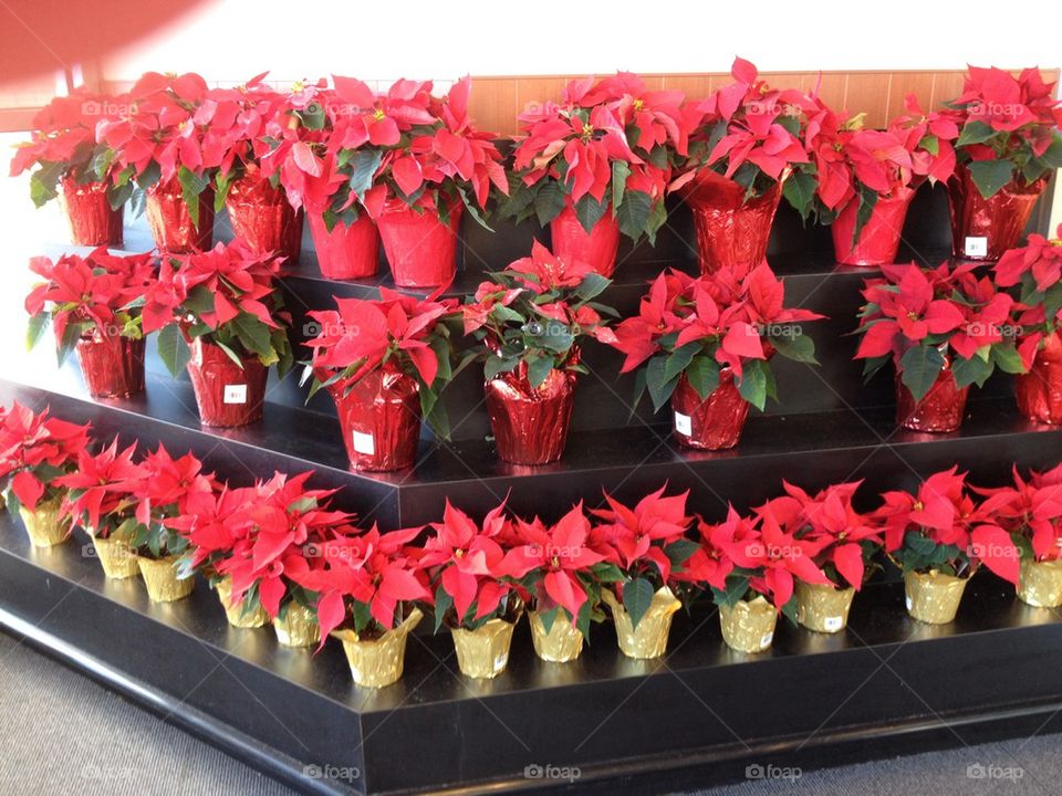 poinsettias