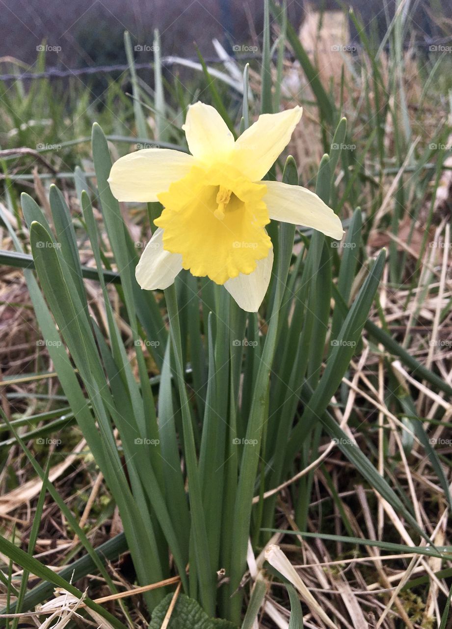 First daffodil 