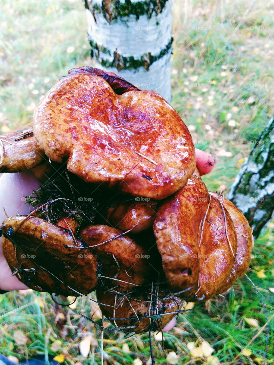 edible mushrooms