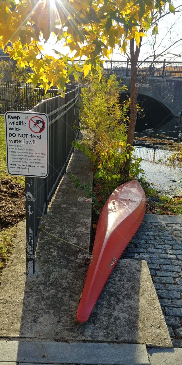 Abandoned kayak in foliage