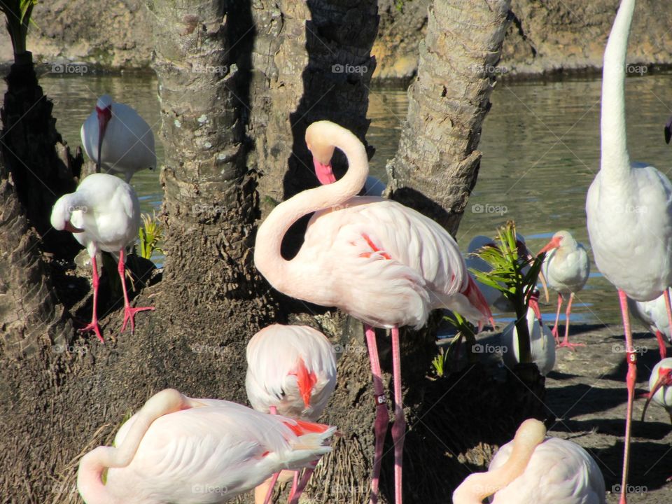 Flamingos @ Disney's Animal Kingdom