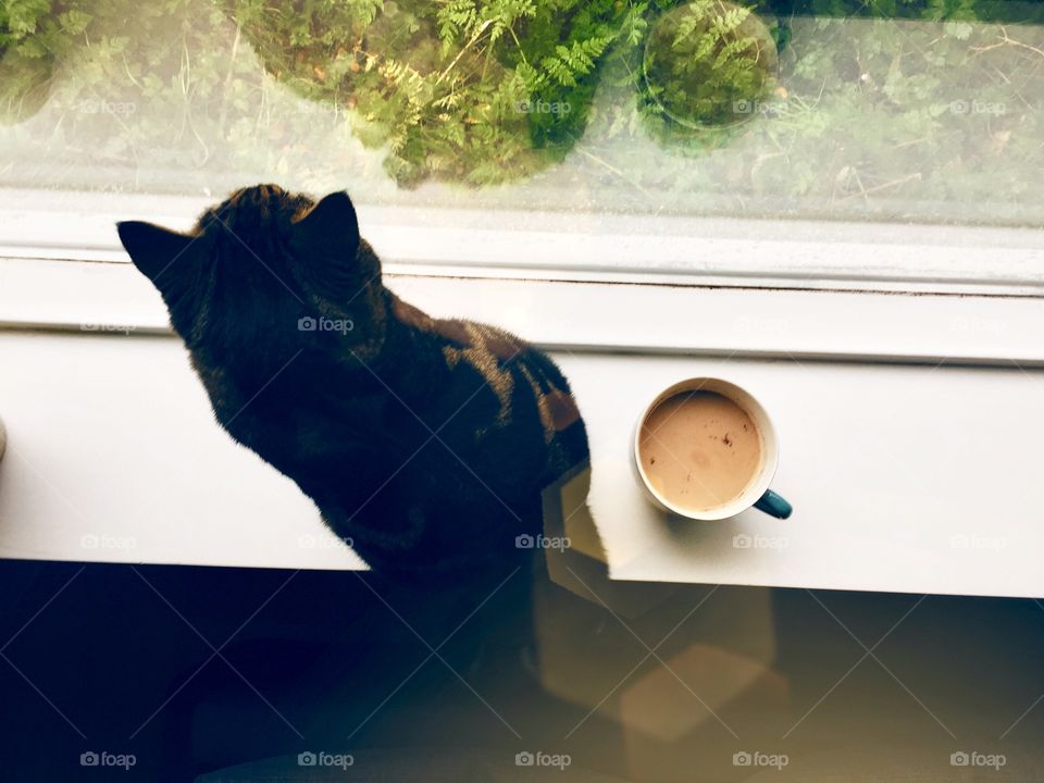 Morning coffee with a cat