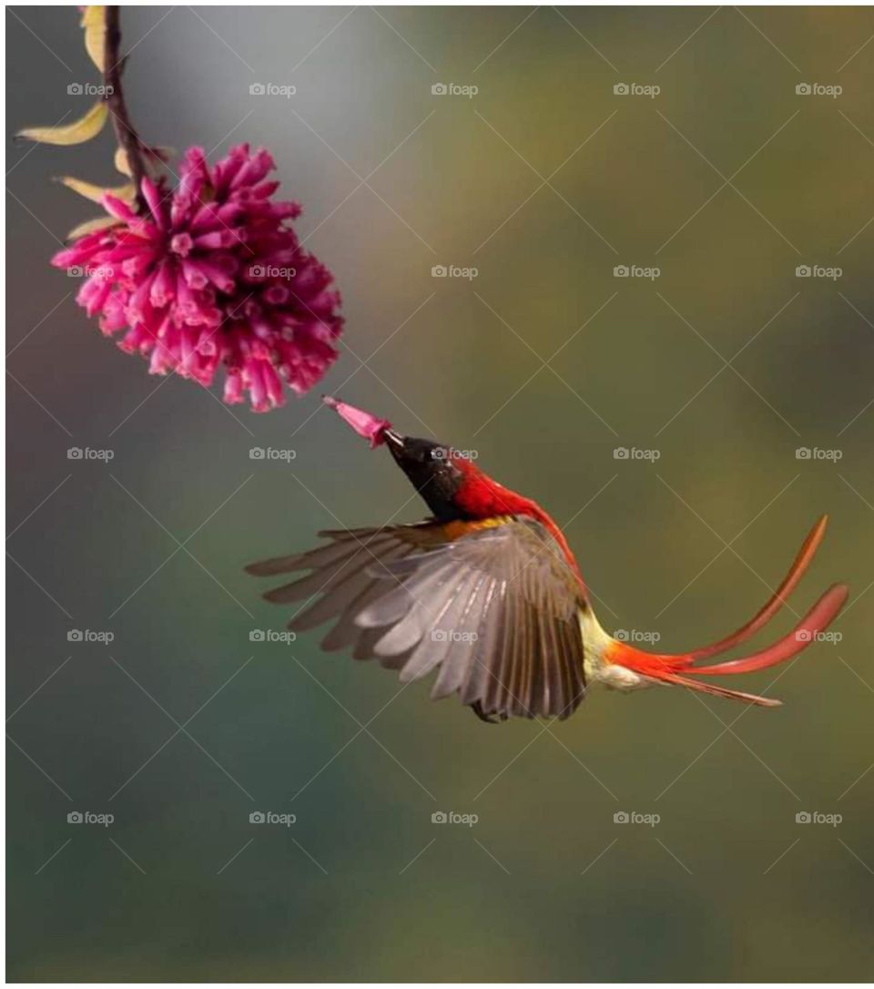 Humming bird