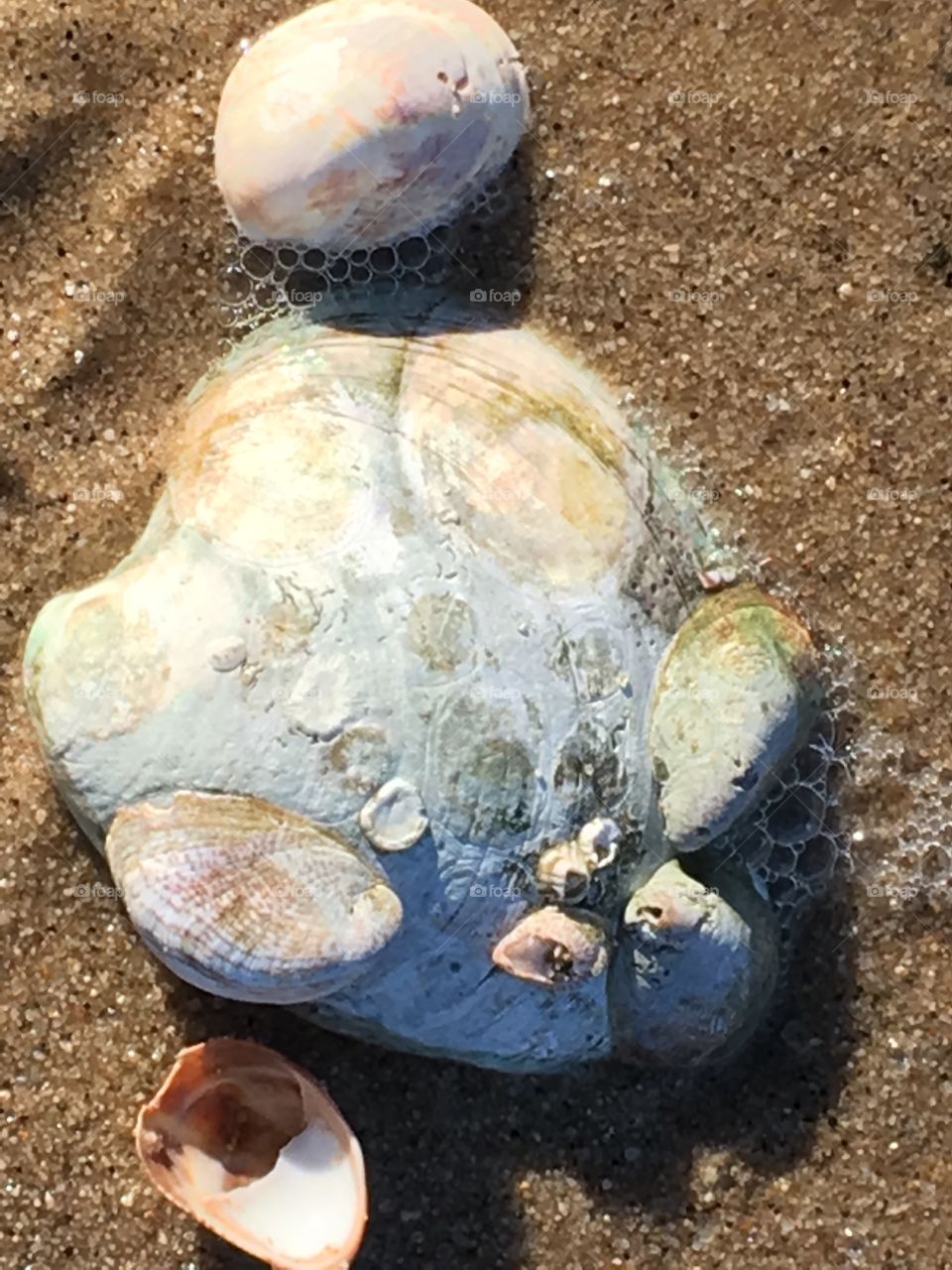 Beautiful seashells with natural warm colors found on the beach.