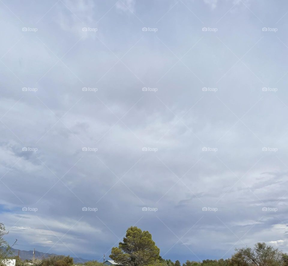 Grey clouds above multiple trees.
