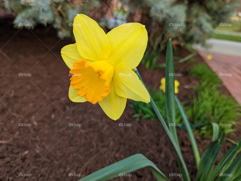 Wild yellow daffodils in front of the house