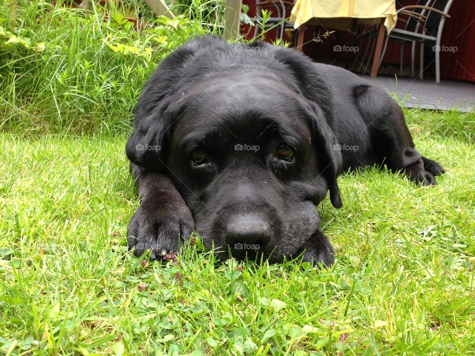 Resting in the grass. My dearly departed labrador, named Hamlet
2004/30/01-2015/07/30
Forever loved, forever missed