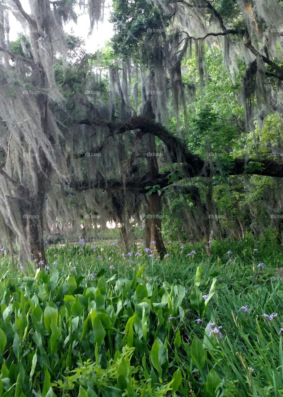 Springtime in the Forest