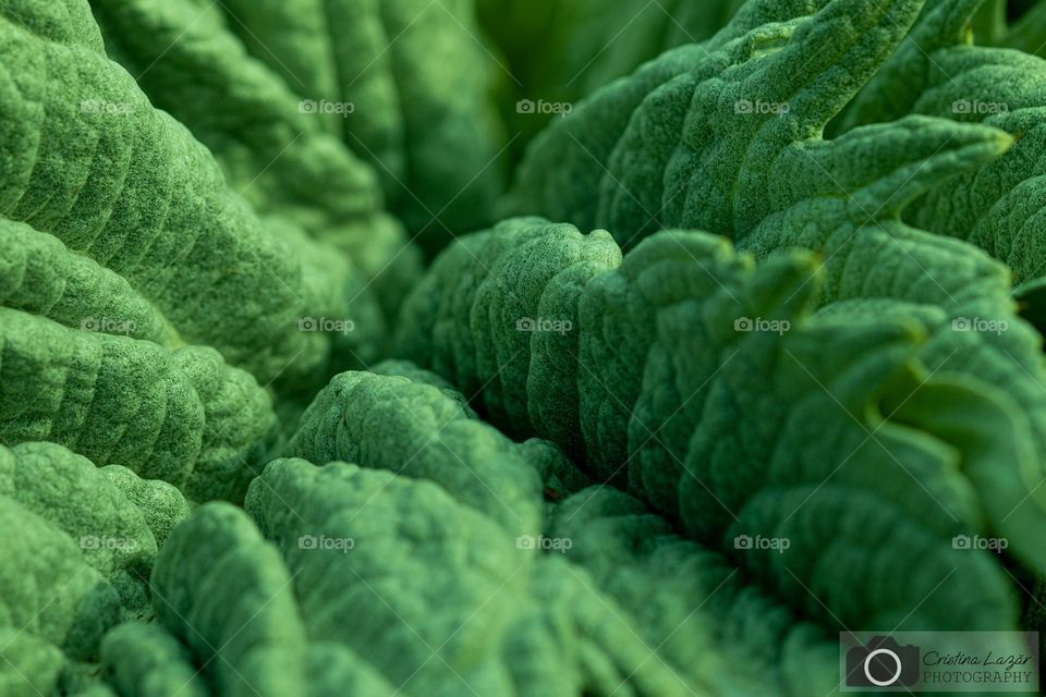 a macro detail of a leaf