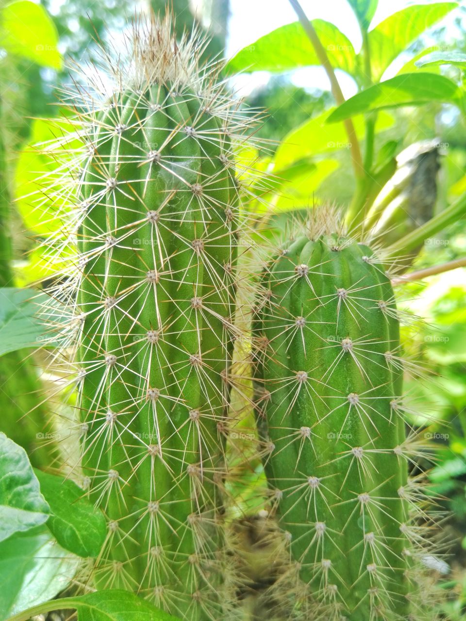 Cactus plant in the home garden