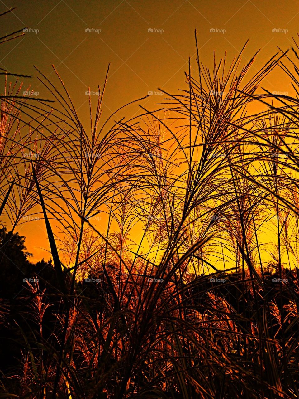 Tall grass at sunset