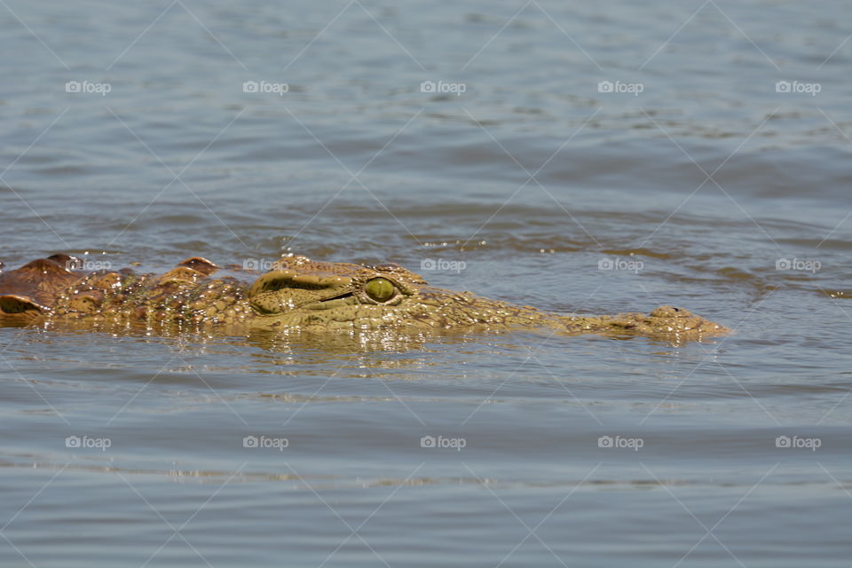 Nile crocodile  Kruger national park South Africa