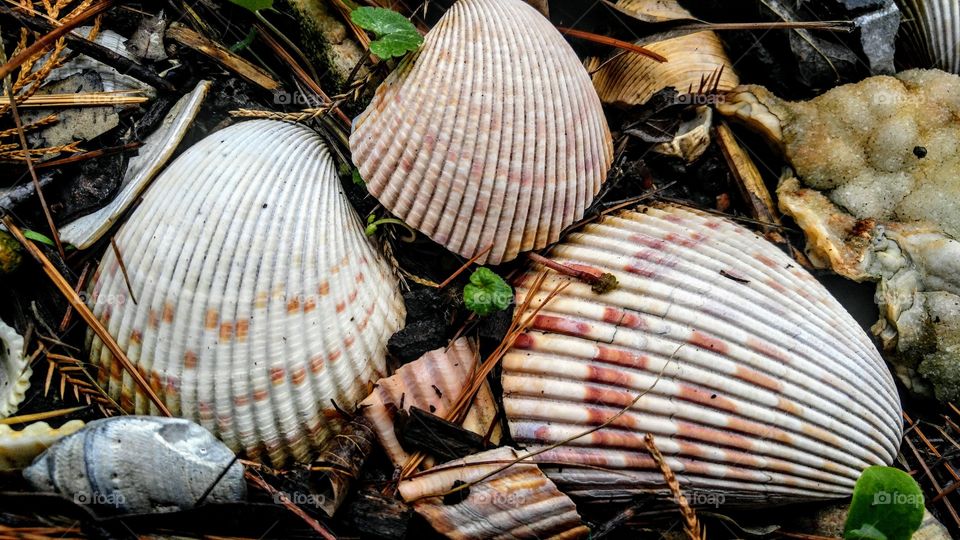 Close-up of a scallop shell