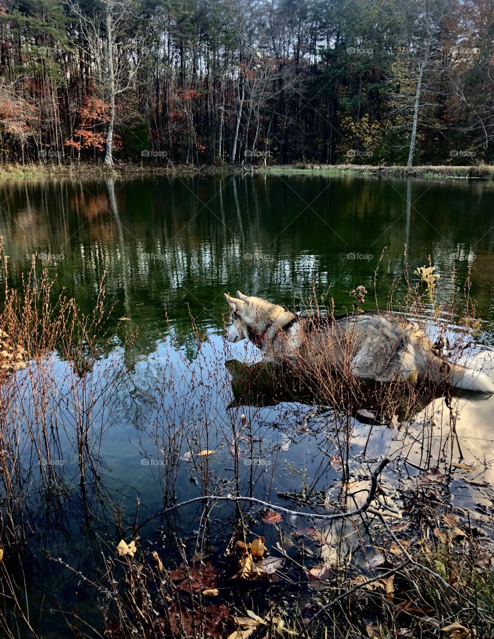 Dog intently watching fish 