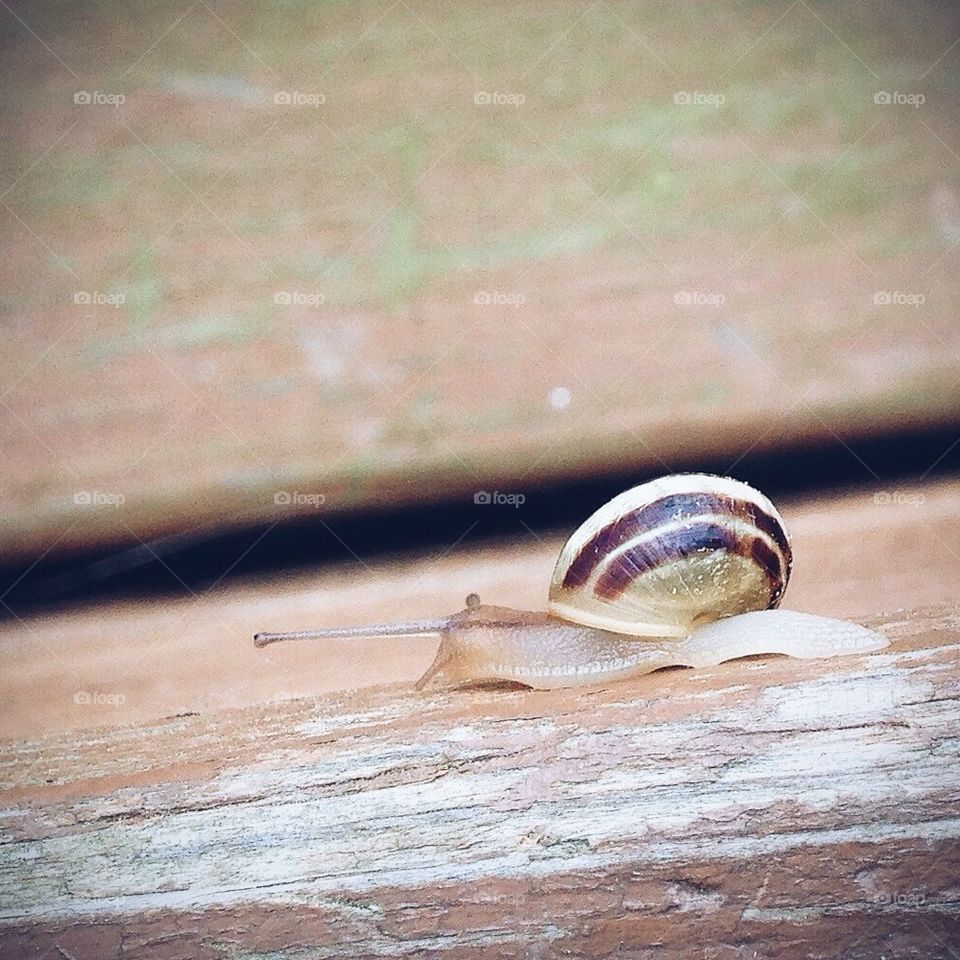 Rainy Day Snail
