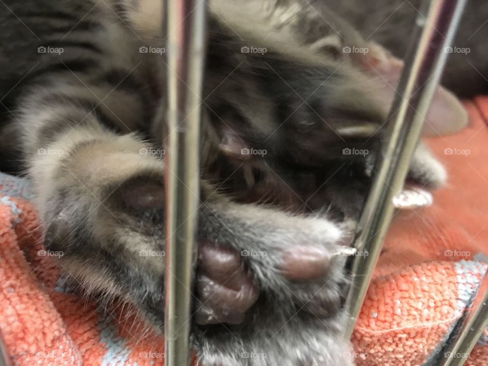 Kittens up for adoption at PetSmart 