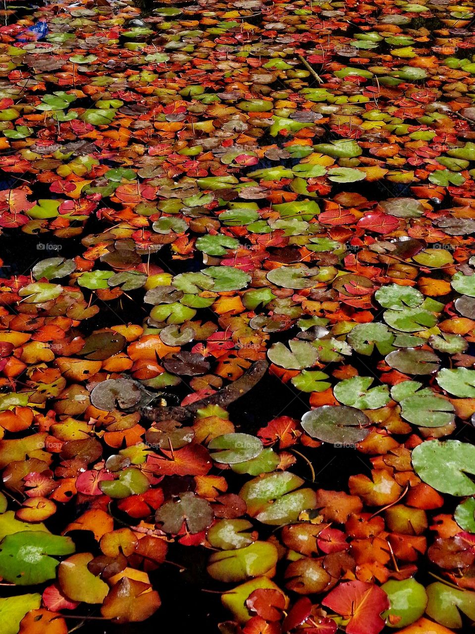 Colored Water lilies