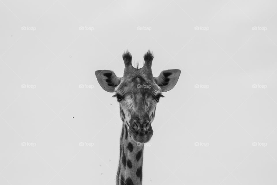 Giraffe in black and white
