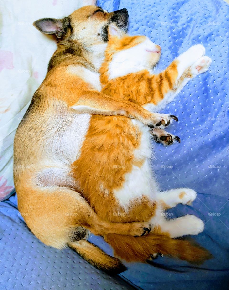 Cat and dog sleeping