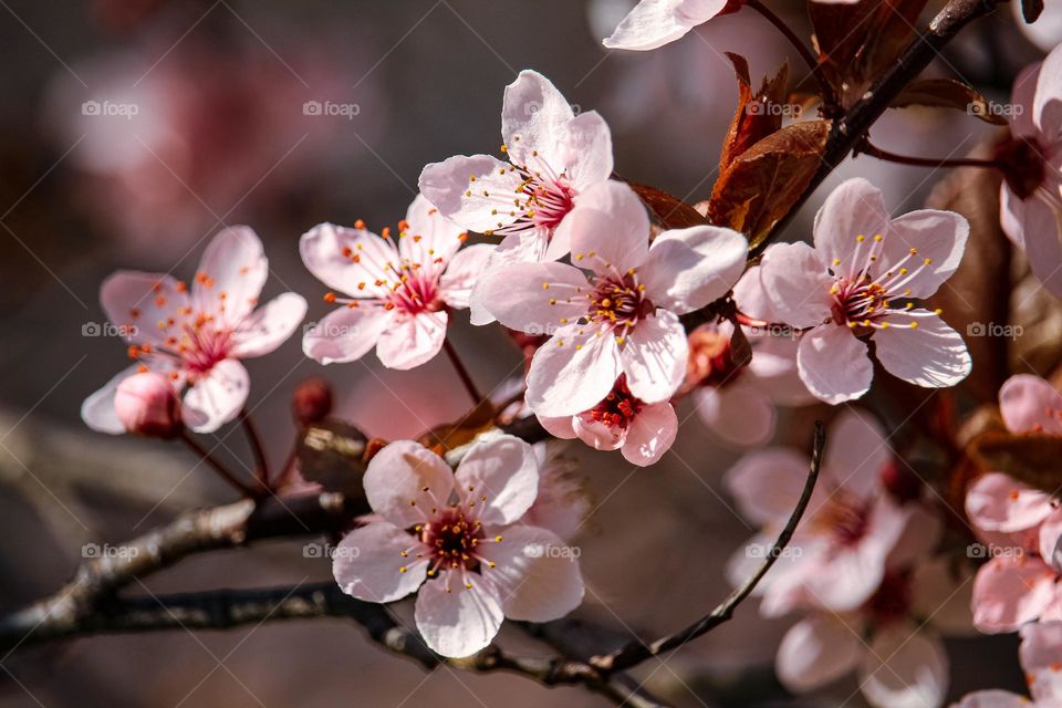 pink spring flowers